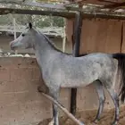 مهره عربيه اصيله ( واهو )