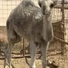 اللهم صلى على محمد قعود عمره. من 5 -6 شهور طيب وشحم