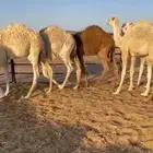 حشو قعدان