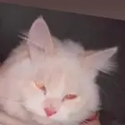 قط للتبني
