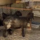 للبيع غنم عرب دفيع