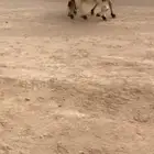 شاه نعيميه خلفه ( تم البيع )