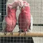 زوج كوكاتو منتج (مميز)