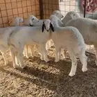 خرفان العمر ثلاث اشهور واحد ست اشهور