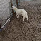 خروف لباني ثلاث شهور