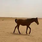 مهر شعبي