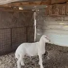 مشروع فحل صنف