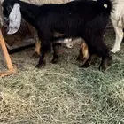 تيوس ذبايح طيبه