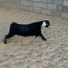 جفرة عارضيه شحم