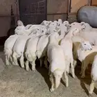 ذبايح للبيع ذبيحتك توصل الى باب بيتك ( يوجد تقسيط )