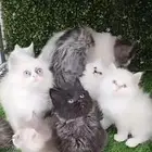 قطط