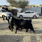 معزا عوارض صنف مفاصيل