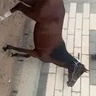 مهره شعبية للبيع العمر 3 سنوات لقاح 4شهور تقريبا