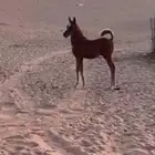 البيع حصان عمره 3 شهور