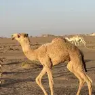 حواره شعلا كفوو عونيه