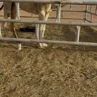 للبيع البكره الشقحا الباتليه