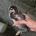 فروخ بلدي شرط