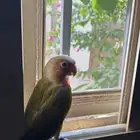 كنيور رد فاكتور