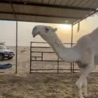 قعود تمامي حق