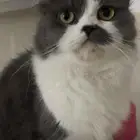 قطط لي التبني