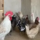 دجاج وديوك