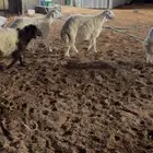 ذبايح نعيم للبيع