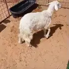 ذبايح للبيع حي المعلمين