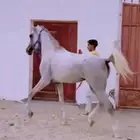 حصان واهو