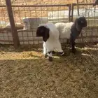 خروفين نعيم