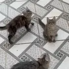 5 قطط للبيع