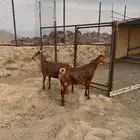 عنزين ماشاء الله