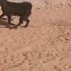 جفرة كفو بريه