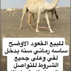قعود