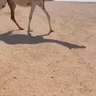 ناقة موطي للبيع