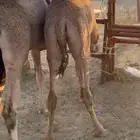 قعدان بلدي كفوو وفيه توصيل