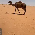 للبيع. صفرا خفوت سليمه من جميع العذاريب
