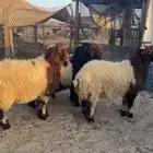 ذبايح نعيمي ونفر جميع الذبايح على الطلب مع التوصيل