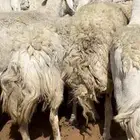 غنم حريات حرش مراح واحد خوات بعض