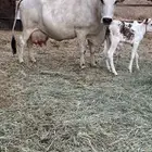 بقره بلدي