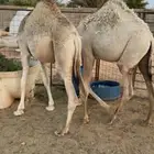للبيع حشو قعود وبكره طايشات شحم