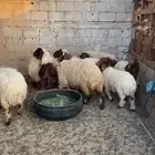 خرفان ورخال