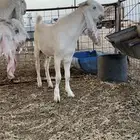 مستقبل فحل معرف تعريف قوي عظم فوق الطيب لون راس نحر خصم