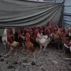 لبيع دياوك بلدي