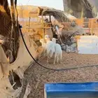 للبيع شاه تحتها طلي ورخل