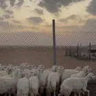 خرفان حريات بريه انتاج الغنم