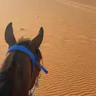 تدريب ركوب حر