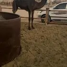 مفروده جدها الحاكم