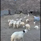 ضان حريات