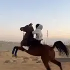 حصان واهو