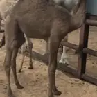 حيران واحد تربيه واحد فل حليب
